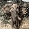 Image 2 : Namibia Trophy Bull Elephant Hunt, IMPORTABLE INTO THE USA for 1 Hunter