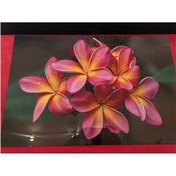 Pupule Plumeria Metal Print