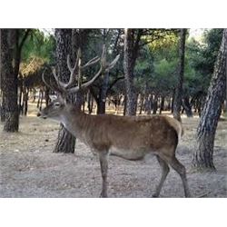 Fernando Saiz : Red Deer Hunt in Spain