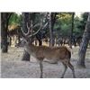 Image 1 : Fernando Saiz : Red Deer Hunt in Spain