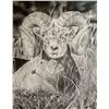 Image 1 : Ram Drawing – Ryan Straw