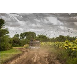 Argentina Dove hunt