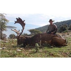 Fernando Saiz : Fallow Deer Hunt in Spain