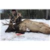 Image 1 : Tony’s Trophy Elk Hunts