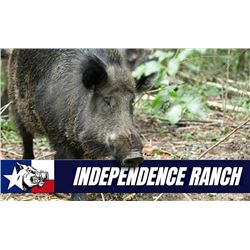 Texas Wild Hog Hunt for Two Hunters