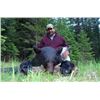 Image 1 : Idaho Black Bear Hunt for Two