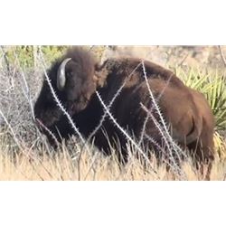 Cow Buffalo Hunt in Mexico