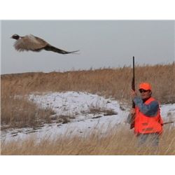South Dakota Pheasant