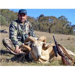 Australia Snowy Mountain Ram