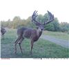Image 1 : Ohio Whitetail for Two