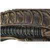 Image 5 : ALIENS (1986) - SFX Xenomorph Creature Head