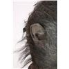 Image 19 : HELLBOY II: THE GOLDEN ARMY (2008) - Wink’s (Brian Steele) Animatronic Creature Head