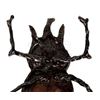 Image 8 : INDIANA JONES AND THE TEMPLE OF DOOM (1984) - Banquet Beetle
