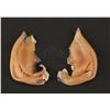 Image 8 : THE LORD OF THE RINGS (2001-2003) - Legolas' (Orlando Bloom) Prosthetic Elf Ear Tips