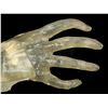 Image 5 : POLTERGEIST (1982) - Poltergeist Reference Hand