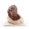 Image 3 : THE WOLFMAN (2010) -  Wolfman (Benicio Del Toro) Transformation Test Bust