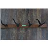 Image 1 : Antelope Antler Coat Rack