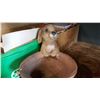 Image 2 : CONCRETE RABBIT PLANTER POT