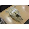 Image 1 : BULL SKULL