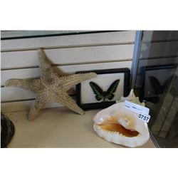 CONCHSHELL STARFISH AND CASED BUTTERFLY