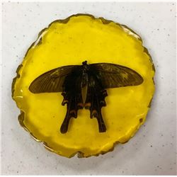 Butterfly In Amber