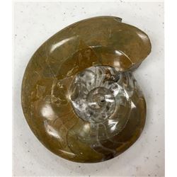 Nautilus Fossil