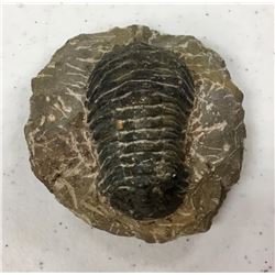 Trilobites Fossil