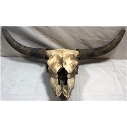 Steer Skull