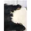 Image 3 : Black Bear Hide With Claws