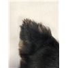 Image 4 : Black Bear Hide With Claws