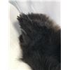 Image 6 : Black Bear Hide With Claws