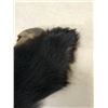 Image 7 : Black Bear Hide With Claws