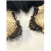 Image 8 : Black Bear Hide With Claws