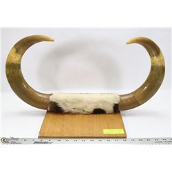 50" CIRCUMFERENCE MOUNTED BULL HORN