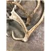 Image 3 : LOT OF DEER SHEDS - 7 PCS