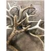 Image 4 : LOT OF DEER SHEDS - 7 PCS