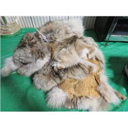 4 COYOTE FURS