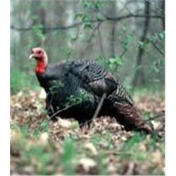 *Kansas – 2 1/2 Day Eastern Turkey Hunt for Two Hunters