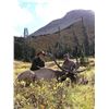 Image 1 : *Alberta – 6 Day – Elk and Wolf Hunt for One Hunter