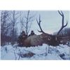 Image 1 : Alberta  - 8 Day  –  Elk Hunt Two Hunters