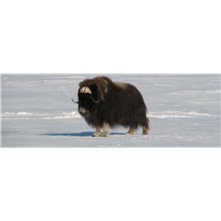 Nunavut – 6 Day – Barren Ground Musk Ox Hunt for Two Hunters