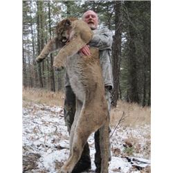 *British Columbia – 7 Day – Mountain Lion Hunt for One Hunter