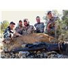 Image 1 : Arizona – 5 Day –Muzzleloader Hunt for Coues Deer or Mule Deer and Mt. Lion  for Two Hunters