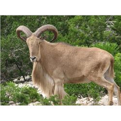*Texas - 3 Day - Aoudad Hunt for One Hunter
