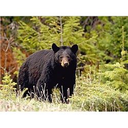 *British Columbia - 10-Day  - Spring Black Bear Hunt for One Hunter