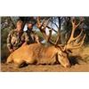 Image 1 : *Argentina – 5 Day – Red Stag for Three Hunters