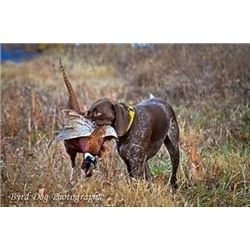 *Iowa – 2 Day - Pheasant and Quail Hunt for Two Hunters
