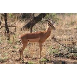 *South Africa – 8 Day – Plains Game Safari for One/Two Hunters