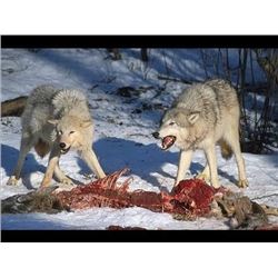 *Alberta – 6 Day – Wolf Hunt for Two Hunters