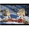 Image 1 : *Alberta – 6 Day – Wolf Hunt for Two Hunters